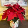 Caring for your Poinsettia this Christmas